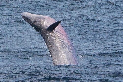 Sei Whale