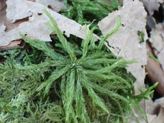 Climacium dendroides