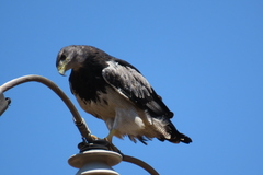 Geranoaetus melanoleucus australis