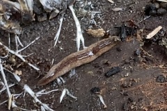Argonemertes