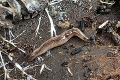 Argonemertes