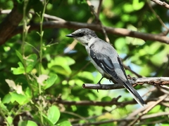 Pericrocotus divaricatus