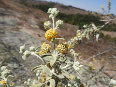 Buddleja cordobensis