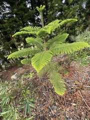 Araucaria
