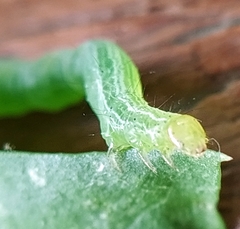 Chrysodeixis