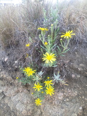 Senecio ceratophylloides