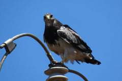 Geranoaetus melanoleucus australis