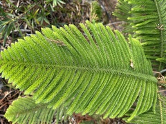 Araucaria