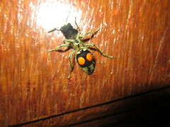 Hoplomutilla spinosa