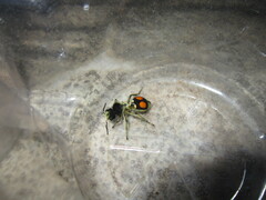 Hoplomutilla spinosa