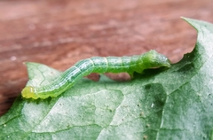 Chrysodeixis