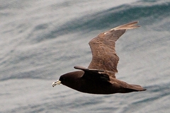 Procellaria aequinoctialis
