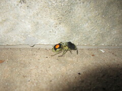 Hoplomutilla spinosa