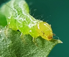 Chrysodeixis