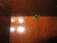 Hoplomutilla spinosa