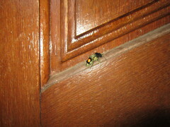 Hoplomutilla spinosa