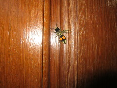 Hoplomutilla spinosa