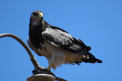 Geranoaetus melanoleucus australis