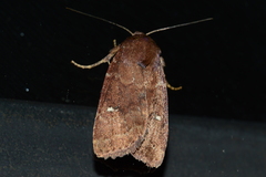 Pseudorthodes vecors