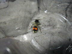 Hoplomutilla spinosa