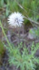 Gaillardia megapotamica
