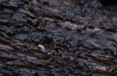 Onychiurinae