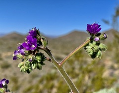 Phacelia crenulata