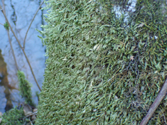Homalia trichomanoides