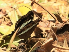 Euthalia recta monilis