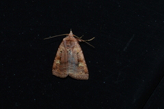 Diarsia jucunda