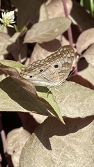 Anartia jatrophae