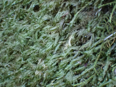 Homalia trichomanoides