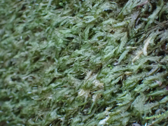 Homalia trichomanoides
