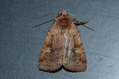 Diarsia jucunda