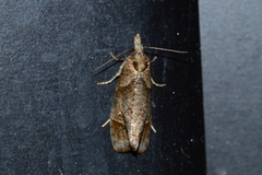 Phtheochroa