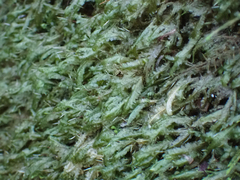 Homalia trichomanoides