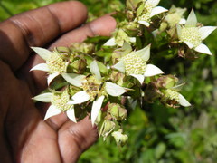 Alepidea amatymbica