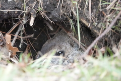 Marmota monax