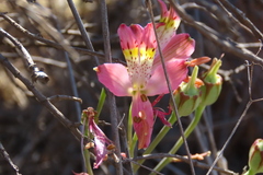 Alstroemeria hookeri