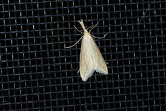 Donacaula