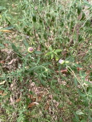 Centratherum riparium