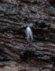 Entomobrya unostrigata