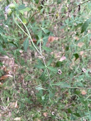 Centratherum riparium