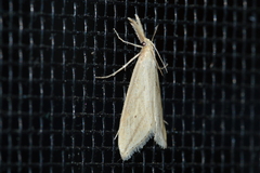 Donacaula