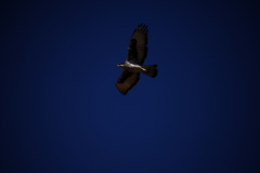Aquila spilogaster