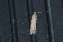 Phycitodes reliquellum