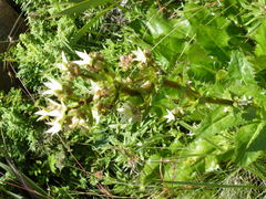 Alepidea amatymbica