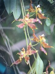 Oncidium luteopurpureum