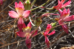 Alstroemeria hookeri