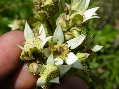 Alepidea amatymbica